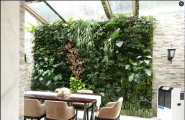 植物墙，垂直绿化设计