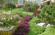 屋顶绿化的植物选择与种植设计
