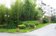 竹子在现代园林造景中的应用